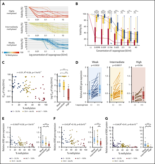 Association of ASNS methylation with L-asparaginase sensitivity in BCP-ALL cell lines. (A) Dose-response curves of L-asparaginase in 83 BCP-ALL cell lines. The color of the curve represents the percent methylation of ASNS in each cell line. (B) Median dose-response curves of L-asparaginase. Box plots indicate cell viabilities in highly (red), intermediately (yellow), and weakly (blue) methylated cell lines at each concentration. Each P value in a Mann-Whitney U test is indicated at the top of each panel. (C) Association between log IC50 value and ASNS gene methylation. Red circles, yellow rhomboids, and blue squares demonstrate highly, intermediately, and weakly methylated cell lines, respectively. (D) Induction of ASNS gene expression by L-asparaginase (1 IU/mL) 12-hour treatment in highly, intermediately, and weakly methylated cell lines. P values in a Student t test are indicated. (E-F) Association between ASNS methylation and ASNS expression in BCP-ALL cell lines cultured in the (E) absence or (F) presence of 1 IU/mL of L-asparaginase for 12 hours. (G) Association between ASNS methylation and basal ASNS protein expression in BCP-ALL cell lines. In panels B-G, asterisks indicate significance in a Mann-Whitney U test. In C, E, F, and G, correlation coefficients and P values are shown at the top of each panel. ***P < .001; **P < .01; *P < .05.