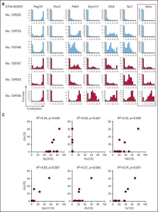 Asns methylation in mouse BCP-ALL models. (A) Asns methylation in leukemic spleen samples from knockin mice with ETV6-RUNX1 (red) and TCF3-PBX1 (green) and transgenic mice with BCR-ABL1 (blue). Right panels demonstrate representative histograms. (B) Methylation status of 6 genes in mouse 6qA1, a syntenic region of human 7q21, in representative leukemic spleen samples from knockin mice of ETV6-RUNX1. (C) Correlation between Asns methylation (vertical axis) and methylation level of 6 genes (horizontal axes) in leukemic spleen samples from knockin mice of ETV6-RUNX1. Correlation coefficients and P values are shown at the top of the panels.