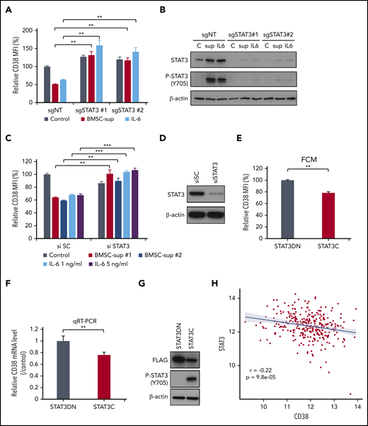 STAT3 negatively regulates CD38 expression. (A-B) RPMI 8226 cells were infected with single-guide (sg) nontarget control (sgNT), sgSTAT3 #1 or #2 expressing lentiviral vector, and cultured with control culture medium (Control), BMSC-sup, or IL-6 (1 ng/mL) for 72 hours. (C-D) RPMI 8226 cells were transfected with scrambled siRNA (si SC) or STAT3 siRNA (si STAT3). These cells were cultured with control culture medium, BMSC-sup, or IL-6 (1 or 5 ng/mL) for 48 hours. After incubation, CD38 expression was measured by flow cytometry (A, C). STAT3 downregulation was confirmed by immunoblotting (B, D). (E-G) RPMI 8226 cells were transfected with the dominant-negative STAT3 (STAT3DN) or constitutively active STAT3 (STAT3C) construct. CD38 protein expression (E) and mRNA level (F) were assessed by flow cytometry (FCM) and qRT-PCR, respectively. (G) Phosphorylated STAT3 (P-STAT3) expression was confirmed by immunoblotting. Relative CD38 MFI was calculated in comparison with MFI of control. Data are shown as mean plus or minus standard error of the mean. *P < .05; **P < .01; ***P < .001. (H) CD38 (x-axis) and STAT3 (y-axis) expression are negatively correlated (r, −0.22; P, 9.8e-05) at diagnosis in 319 newly diagnosed MM patient samples from the IFM/DFCI 2009 study. C, control culture medium; sup, BMSC-sup.
