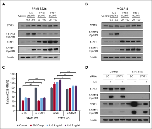 Regulation of CD38 by STAT1 and STAT3. (A-B) RPMI 8226 (A) and MOLP-8 (B) cells were cultured with IL-6, IFN-β, or IFN-γ for 6 hours, and then subjected to immunoblotting using indicated antibodies. (C) STAT3 stable knockout (KO) RPMI 8226 cells were transfected with scrambled siRNA (si SC) or STAT1 siRNA (si STAT1), and then cultured with BMSC-sup or IL-6 (1 or 2 ng/mL) for 72 hours. CD38 expression was measured by flow cytometry. (D) STAT3 stable knockout RPMI 8226 cells were transfected with scrambled (SC) siRNA or STAT1 siRNA, cultured in the absence or presence of IL-6 (2 ng/mL) for 6 hours, and then subjected to immunoblotting using indicated antibodies. Relative CD38 MFI was calculated in comparison with MFI of control. Data are shown as mean plus or minus standard error of the mean. *P < .05; **P < .01; ***P < .001.