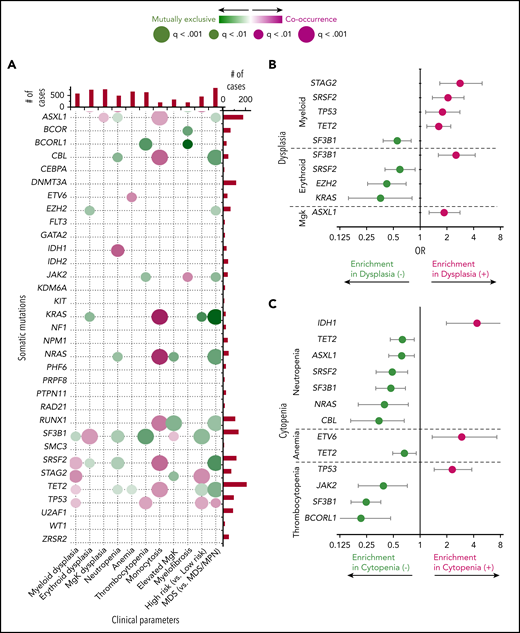 Associations between individual clinical features and somatic mutations. (A) Directions, magnitude, and strength of evidence of associations between pairs of selected morphologic features and genetic mutations are shown. Pairs shown have q values (P values corrected for multiple hypothesis testing) <0.1; larger dots represent stronger evidence. Color is used to depict the magnitude of pairwise odds ratios (OR): magenta represents cooccurring traits (positive association); green reflects mutually exclusive traits (negative association). (B-C) Estimated ORs and their confidence intervals for selected pairs of genetic mutations and dysplastic (B) or cytopenic (C) features. MgK, megakaryocyte.