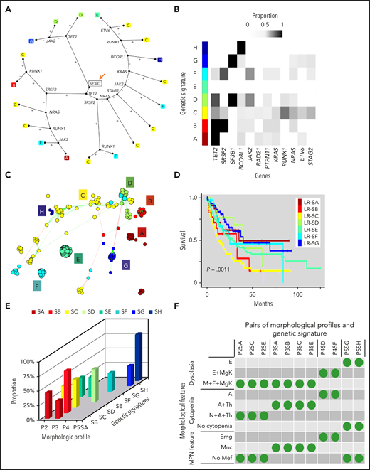 Genetic signatures in LR MDS demonstrate morphologic orientation. (A) Decision tree defining a genetic signature with 8 subtypes for LR MDS patients (LR-SA through LR-SH). The decision process initiates with SF3B1 (depicted with a square and orange arrow). Incidences of individual mutations are evaluated in a sequence to assign patients to the 8 subtypes. Plus and minus signs depict mutated and wild type, respectively. (B) Distributions of mutations within each genetic signature. Genes used in the decision tree are shown. (C) Network representation of the signature. Nodes define patients, color is used to describe their subtypes, and edges are drawn between neighboring patients with commensurate mutational patterns as defined by the statistical model. (D) Kaplan-Meier curves compare overall survival among patients assigned to the 8 genetic signatures; the P value is from the log-rank test. (E) Distribution of morphologic profiles among the genetic signatures. Frequent profiles (>30%) in each genetic signature are depicted. (F) The presence of specific morphologic features among morphologic profiles and genetic signatures. Morphologic parameters are ordered as rows; frequent pairs of morphologic profiles and genetic signature are displayed as columns.