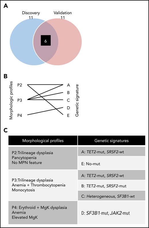 Validated morphologic profiles and genetic signatures. (A) Venn diagram depicts associations identified by LR patients for discovery and validation groups, respectively. After evaluating the significant pairs of morphologic profiles and genetic signatures in the discovery cohort for LR compared with those in the validation cohort for LR, 6 pairs (black box) were recapitulated in both. (B) Diagram depicting 6 validated morphologic and genetic associations. (C) Resultant validated associations between morphologic profiles and genetic signatures.