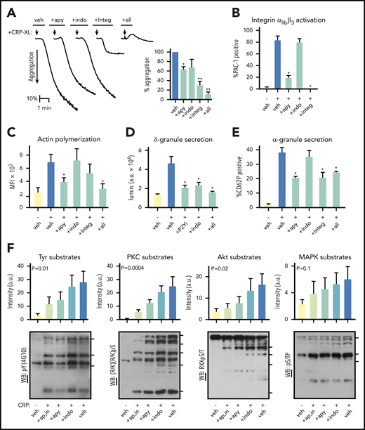 Progression of GPVI-mediated platelet responses. (A) Replicate samples (n = 3) of washed human platelets (2 × 108/mL) were incubated with apyrase (2 U/mL), indomethacin (10 μM), Integrilin (20 μg/mL), and a combination thereof (“+all”) or vehicle alone (“veh”). Following the addition of the GPVI-specific agonist crosslinked collagen-related peptide (CRP-XL, 10 μg/mL) at t = 0 (arrow), platelet suspensions were monitored by Born light transmission aggregometry under stirring conditions at 37°C. Representative aggregation traces are shown (left) and quantified for percent aggregation relative to control (right, *P < .01). (B) Replicate samples (n = 3) of washed human platelets (2 × 108/mL) were incubated with apyrase, indomethacin, Integrilin, or vehicle alone before stimulation with 10 μg/mL CRP-XL in the presence of fluorescently labeled antisera against the active conformation of human integrin αIIbβ3 (FITC-PAC-1). After 30 minutes, samples were analyzed by flow cytometry. The percentage of FITC-PAC-1+, platelet-gated events per condition is shown (**P < .001; *P < .05; for indomethacin, P = .0850). (C) Platelets as prepared above were fixed in paraformaldehyde, permeabilized, and stained for filamentous actin with TRITC-phalloidin before flow cytometry analysis. Mean fluorescence intensity (MFI) for TRITC-phalloidin stained platelet-gated events are shown. (*P < .001). (D) Replicate samples (n = 3) of washed human platelets (2×108/mL) were incubated with P2Y1 and P2Y12 inhibitors (“+P2Yi”; 10 μM MRS 2179 and 10 μM AR-C 66096), indomethacin, or a combination thereof (“+all”) or vehicle alone. Following the addition of Chrono-Lume reagent and CRP-XL, ATP-dependent luciferase luminescence (lumin.) was measured as an indicator of platelet ADP release and δ-granule secretion (*P < .0001). a.u., arbitrary units. (E) Platelets were prepared as previously, before stimulation with 10 μg/mL CRP-XL in the presence of anti-CD62P-APC. After 30 minutes, samples were analyzed by flow cytometry. The percentage of CD62P+ platelet-gated events per condition quantifies platelet α-granule secretion (*P < .01). (F) Replicate samples of washed human platelets (5 × 108/mL) were prepared as described before stimulation with CRP-XL. After 5 minutes, platelets were collected into Laemmli sample buffer, separated by sodium dodecyl sulfate-polyacrylamide gel electrophoresis, transferred to nitrocellulose, and analyzed for phosphorylation of consensus tyrosine kinase, PKC, Akt, and MAPK substrates motifs by western blot. Blot lane pixel intensities as measured in Image J are graphed above respective lanes as fold change relative to control. Significance (P) of intensity measurements are shown for analysis of variance test for trend. Tick marks on right side of each blot panel show positions of molecular weight (MW) markers for 4G10 (top to bottom: 150, 75, 60 kD), PKC substrates (180, 130, 100, 75, 50 kD), Akt substrates (75, 63, 45, 35 kD), and MAPK substrates (150, 100, 80 kD). Additional experiments also supported roles for ADP release, thromboxane generation, and integrin activation in GPVI-mediated platelet adhesion (supplemental Figure 3). Although platelet thromboxane generation was eliminated by indomethacin, neither apyrase nor Integrilin significantly affected platelet TxB2 levels following 10 μg/mL CRP-XL treatment, as determined by enzyme-linked immunosorbent assay (supplemental Figure 4).