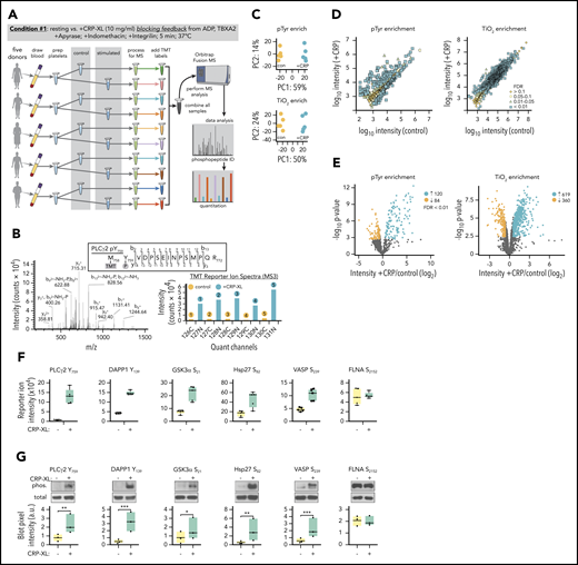 Identification of protein phosphorylation events initiating GPVI platelet activation. (A) Workflow summary for multiplexed, quantitative phosphoproteomics analysis of resting vs CRP-XL-activated platelets. Blood was drawn from n = 5 healthy human donors to prepare washed platelets (>99.9% CD41+ by flow cytometry). Platelets were incubated with apyrase, indomethacin, and Integrilin to inhibit feedback processes that potentiate platelet activation downstream of GPVI (condition 1). Platelet samples were each equally divided into control vs stimulated (+10 μg/mL CRP-XL) samples for 5 minutes, as a range of GPVI-mediated intracellular signaling events associated with platelet function are known to be detectable at this time point under these conditions.82-84 After 5 minutes, platelet samples were separately lysed, digested, and alkylated before phosphopeptide enrichment on anti-pTyr resin and TiO2 beads and addition of 10-plex tandem mass tag (TMT) labels. Ten pTyr- and 10 TiO2-enriched samples were each separately combined for 2 10-plex analyses of phosphopeptides on an Orbitrap Fusion MS. (B) Example MS2 spectra of tryptic peptide and ion fragmentation identifying phosphorylation of PLCγ2 Y759 and MS3 quantitation of phosphopeptide reporter ion intensities from (n = 5) control (gray) vs +CRP-XL (black) platelet samples. (C) Principal component analyses of all identified phosphopeptides from control (orange) and +CRP-XL (blue) samples following pTyr (top) and TiO2 enrichment (bottom) and multiplex MS analysis. (D) Scatter plots of measured mean phosphopeptide reporter ion intensities from control vs +CRP-XL samples following pTyr (left) and TiO2 enrichment (right). Significant changes colored by Benjamini–Hochberg false discovery rate (FDR), as indicated. (E) Volcano plots of phosphopeptide reporter ion intensity ratios (−log2 +CRP-XL/control) vs P values. Phosphopeptides with highly significant differential intensities (FDR < 0.01) shaded by FDR, as indicated. A total of 204 (120 increasing, 84 decreasing) and 979 (619 increasing, 360 decreasing) significantly differential phosphopeptides were identified in control vs +CRP-XL samples following pTyr and TiO2 enrichment, respectively. (F) Reporter ion intensity measurements of representative phosphopeptides corresponding to specific protein phosphorylation sites for n = 5 control (yellow) and +CRP-XL (green) samples. (G) Lysates of control and +CRP-XL platelet samples above were separated by sodium dodecyl sulfate-polyacrylamide gel electrophoresis, transferred to nitrocellulose, and examined by western blot with phosphorylation site-specific antisera (phos.) against PLCγ2 Y759, DAPP1 Y139, GSK3α S21, Hsp27 S82, VASP S239, and FLNA S2152. Blot pixel intensity measurements (a.u.) are shown for n = 3 samples. Western blot for α-tubulin serves as a control for total protein levels. Significance (*P < .1, **P < .05, ***P < .01) determined by paired Student t test. Note: Interactive and searchable versions of the phosphoproteomics data and graphs above are available at: https://kcvi.shinyapps.io/STARTapp_359-pTyr/ and https://kcvi.shinyapps.io/STARTapp_359-TiO2/.
