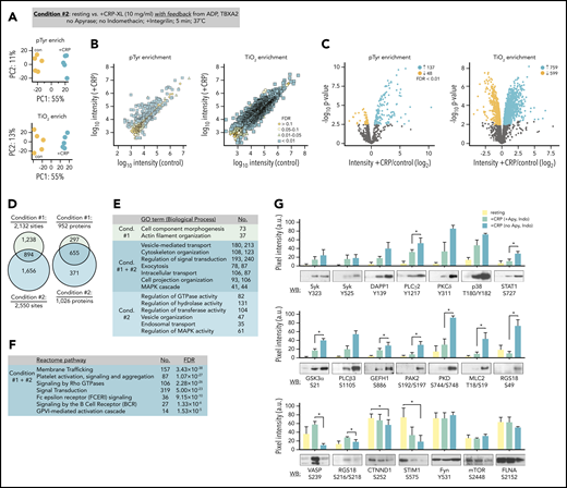 Quantitation of GPVI signaling with feedback from purinergic and thromboxane receptors. (A) Platelets were prepared from n = 5 donors. To analyze phosphopeptides downstream of GPVI with feedback from purinergic and thromboxane receptors, platelets from each donor were incubated Integrilin in the absence of apyrase and indomethacin (condition 2). Principal component analysis of quantified phosphopeptides from pTyr (top) and TiO2 enrichment (below) reveal distinct groupings following CRP-XL stimulation. (B) Scatter plot of measured mean phosphopeptide reporter ion intensities for control vs +CRP-XL samples. (C) Volcano plots of phosphopeptide reporter ion intensity ratios (+CRP-XL/ control) vs P values, colored by FDR find 185 pTyr-enriched phosphopeptides and 1358 TiO2 phosphopeptides significantly increase (FDR < 0.01) in +CRP-XL samples. (D) Phosphopeptides from conditions 1 and 2 represented 893 and 4571 potential phosphorylation events, respectively (2132 regulated phosphorylation sites specific to condition 1; 2550 specific to condition 2; 894 shared). Phosphorylation events occurred on 952 and 1026 proteins, respectively. (E) Summary of significant (FDR < 1×10−15) gene ontology term (Biological Process) enrichment and number (No.) of high confidence (FDR < 0.01) candidate proteins conditions 1 and 2. (F) Summary of No. of proteins modified in conditions 1 and 2 significantly associated with Reactome pathways (supplemental Table 2). (G) Western blot analysis and quantitation of site-specific protein phosphorylation from resting (yellow) and +CRP-XL stimulated platelets (n = 3) in the presence of apyrase and indomethacin (green) or Integrilin alone (blue). Blot pixel intensities quantified with Image J (a.u.). Significance of blot intensities for +CRP-XL conditions were determined by ratio paired Student t test (*P < .1). Note: Interactive and searchable versions of the phosphoproteomics data and graphs above are available at: https://kcvi.shinyapps.io/STARTapp_515_pTyr/ and https://kcvi.shinyapps.io/STARTapp_515_TiO2/.