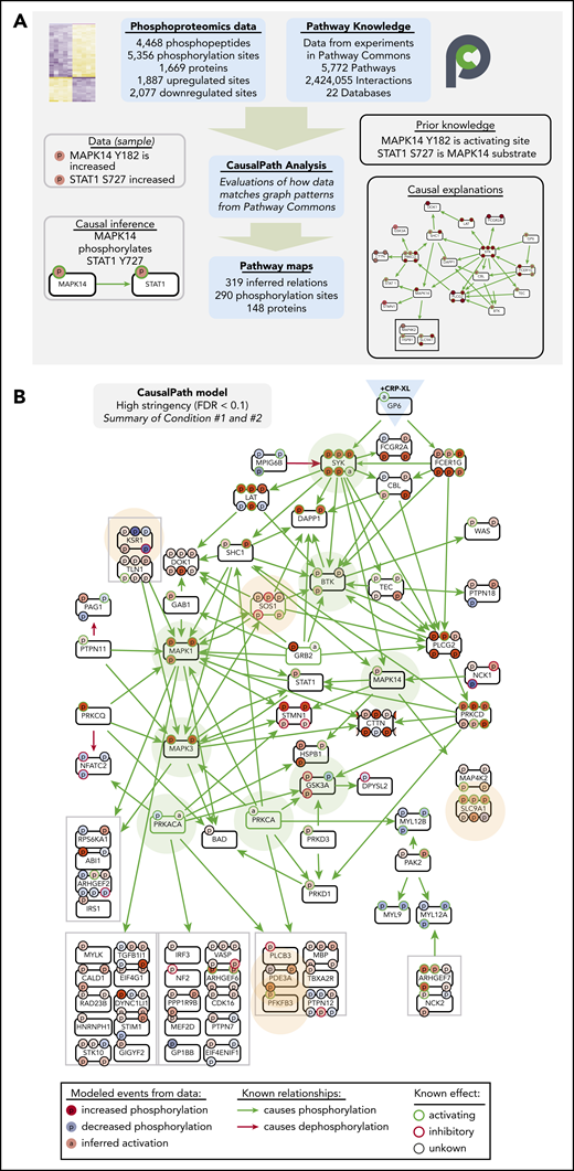CausalPath places differentially phosphorylated proteins into context of GPVI signaling. (A) Overview of CausalPath analysis of quantitative phosphoproteomics data. Additional details regarding CausalPath notation and functionality are found in supplemental Figure 7. (B) Merged summary of CausalPath models from conditions 1 and 2. Nodes (conventionally labeled with gene names) represent significantly modified phosphoproteins. Edges represent causal phosphorylation (green arrow) or dephosphorylation (red arrow) processes. Protein phosphorylation sites are shown with smaller “p” circles, where a green border indicates an activating site and red border indicates inactivating site. The background color of phosphorylation sites indicates their differential measurement from data, red indicating an increase and blue indicating a decrease. Nodes highlighted with light green background represent well established nodes in platelet signaling, further examined later. Nodes highlighted with light orange background represent new targets of interest in GPVI signaling, as detailed. In general, more kinases than phosphatases place directly into CausalPath models because kinase-substrate relations are more completely detailed in literature, and phosphorylation site-specific mechanisms of phosphatase regulation are less prevalent. Nonetheless, many phosphatase-associated mechanisms are apparent in CausalPath models (ie, SHP-2/PTPN11 dephosphorylation of PAG1; PKA phosphorylation of spinophilin/PPP1R9B85); several phosphatase-associated proteins are also modified in an unspecified manner (ie, MYPT1/PPP1R12A; supplemental Figures 12 and 13).