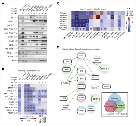 Validation of platelet GPVI signaling relations and functional responses. (A) Replicate samples (n = 3) of washed human platelets (5 × 108/mL) were incubated with inhibitors (10 μM, unless noted) against Src family kinases SFKs (PP2), Syk (entospletinib), BTK (acalabrutinib), PKCα (Ro 31-8220), PKA (H89), p38 (SB202190, 2 μM), ERK1/2 (LY3214996), and GSK3 (CHIR 99021). After stimulation with CRP-XL (10 μg/mL, 37°C, 5 minutes), lysates were examined by western blot for phosphorylation of sites of interest (see supplemental Table 3 for additional details regarding inhibitor specificities). (B) Quantitative summary of effects of inhibitors on site-specific phosphorylation as determined by western blot above. Color legend indicates fold-change (f.c.) relative to +CRP-XL condition. Gray dots indicate false discovery rate (FDR) by size relative to +CRP-XL condition. (C) Summary of effects of pathway node and effector inhibition on GPVI-mediated platelet adhesion, ADP secretion, α-granule secretion, and integrin activation, as well as platelet spreading on fibrinogen (supplemental Figure 14). (D) Summary of validated platelet GPVI signaling relations in platelet function following from biochemical and physiological experiments previous. From all combinations of inhibitor-antibody pairs, 16 of 22 inferred relations were directly validated (green arrows). Other validated pairs can also be explained by a multistep path in the inferred model (supplemental Figure 15). Shaded circles indicate supporting experimental evidence for specific pathway nodes in GPVI-mediated platelet adhesion (blue), secretion (red), and integrin activation (green), and combinations thereof, colored according to function (gray = associated with all functions tested).