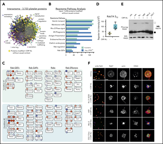 Analysis of out-of-context targets reveals Rab GTPases as systematic targets in GPVI mediated platelet function. (A) STRING-derived interactome of 3723 platelet proteins in supplemental Table 1, grouped by Reactome pathways, including protein expression, secretion, metabolism, signaling, and others. Yellow diamonds represent proteins with significant phosphorylation changes that did not place into CausalPath models previously discussed. (B) Reactome pathway analysis of 1234 out-of-context targets reveals significant enrichment in signaling by Rho GTPases (Reactome Pathway identifier R-HSA-194315), Membrane trafficking (R-HSA-199991), Rab regulation of trafficking (R-HSA-9007101), and other pathways. (C) Rab system proteins with significant phosphorylation modifications identified in conditions 1 and 2 experiments (selected). (D) Rab7A S72 phosphorylation reporter ion intensity for condition 2 experiments (n = 5). (E) Replicate samples (n = 3) of washed human platelets (5 × 108/mL) were incubated with inhibitors against PKCα (Ro 31-8220), PKA (H89), LRRK2 (MLi-2, 1 μM), TAK1 ((5Z)-7-oxozeaenol, 10 μM), or vehicle alone (0.1% dimethyl sulfoxide) before stimulation with CRP-XL (10 minutes, 37°C) and lysis in Laemmli sample buffer. Lysates were separated by Phos-tag sodium dodecyl sulfate polyacrylamide gel electrophoresis (SDS-PAGE) and analyzed by western blot (WB) for Rab7 phosphorylation. Empty circle indicates migration position of phosphorylated Rab7. Filled circle indicates migration position of nonphosphorylated Rab7. Results representative of n = 3 experiments. (F) Superresolution structured illumination microscopy of Rab7 (green) localization in resting vs activated platelets. Wide field scale bar = 10 μm. Magnified scale bar = 2 μm.