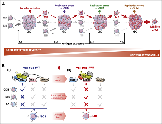 Cyclic MB reactivation as a pathogenic mechanism. (A) GC re-entry as a lymphomagenesis mechanism. Under normal conditions, only a limited subset of MBs partake in new GC reactions after reactivation. In the early stages of malignant transformation, founder mutations, acquired by GCBs as SHM off-target byproducts or resulting from DNA replication errors, can exacerbate this mechanism by producing a set of aberrant MBs that progressively outcompete NB and wild-type (WT) MBs in seeding new GC reactions, favoring their clonal expansion. Concomitantly, participation in successive GC reactions is predicted to result in cumulative acquisition of further off-target mutations in these cells. Such a process is envisioned to take place over long periods of time, ultimately generating an MB-like CPC population. Plasmacytic differentiation, both as another possible GC output and as alternative cell-fate during MB reactivation, is omitted from the scheme for the sake of simplicity but is expected to be impaired by founder or secondary mutations. (B) Epigenetic, transcriptional, and phenotypic reprogramming induced by TBL1XR1 mutations. TFs BCL6, BACH2, and BLIMP1 are required for GCB, MB, and PC development, respectively. (i) In WT GCBs, BCL6 and BACH2 bind to the PRDM1 (BLIMP1) locus and repress its expression, blocking PC differentiation. Transient repression of gene enhancers linked to terminal differentiation by BCL6 and TBL1XR1/SMRT/HDAC3 complexes further prevents MB and PC formation. (ii) TBL1XR1 mutations, as probable founder events, reprogram SMRT/HDAC3 binding from BCL6 to BACH2, causing de-repression of genes required for GCB differentiation, and potentiating the BACH2-driven MB program. Continued repression of PRMD1 by BACH2 maintains GCBs away from the PC fate and shuttles them into an aberrant MB-like state, involved in MCD/C5s early transformation.