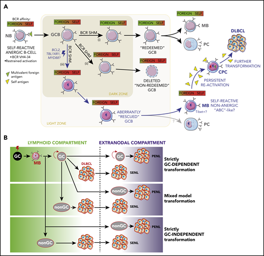 Antigenic drivers and immune context of MB reactivation. (A) Aberrant redemption of self-reactive B cells as an early lymphomagenic event. Anergic B cells whose BCRs recognize both self- and foreign antigens can be recruited into GC reactions if activated by the latter. (i) Once inside the GC, these B cells can redeem themselves and terminally differentiate if BCR SHM causes them to increase their affinity for the foreign antigen while minimizing their reaction against self. (ii) If the edited BCR does not portray a corrected affinity balance or if it acquires a stronger self-reactive character, GCBs are selected to undergo cell death. (iii) However, concomitant somatic mutations outside the BCR locus, such as those targeting BCL2 and TBL1XR1, hold the potential to aberrantly spare self-reactive cells, allowing them to egress the GC, and persist as MBs capable or reactivating, in a fashion reminiscent of aged/autoimmune B cells ("ABCs," discussed in main text). Persistent reactivation of these cells by self-antigens could then sustain the malignant transformation process. (B) Alternative niches and compartments for B-cell malignant transformation. Although founder mutations in primary and secondary extranodal lymphoma (SENLs) most likely occur in the context of canonical GC reactions, further transformation might follow alternative trajectories. Mixed and strictly non–GC-dependent transformation models might better account for the pathogenesis of PENLs, particularly those targeting immune-privileged organs (discussed in main text).