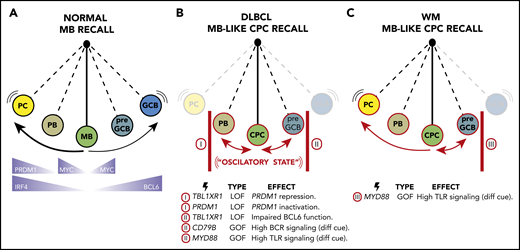 An oscillatory lymphomagenesis circuit model. (A) On reactivation, normal MBs undergo terminal plasmacytic differentiation or, less frequently, populate new GC reactions. Key TFs involved in these processes are highlighted at the bottom of the scheme. (B) During MCD/C5 and PENLs transformation, MB-like CPCs are proposed to get caught in an oscillatory lymphomagenic state. In this scenario, CPCs with low TLR and BCR signaling thresholds become repeatedly reactivated, but unlike normal MBs, their complete differentiation into PC or GCB is blocked by somatic mutations (as exemplified at the bottom of the scheme). Hence, CPCs instead reversibly swing between early PB and pre-GCB states, undergoing bursts of proliferation and AID activation, favoring the acquisition of ulterior mutations needed to achieve immune evasion, and accounting for the aberrant MB-like presentation of these tumors. (C) WM malignant transformation may follow similar or identical initial trajectories than MC/C5s by forming MB-like CPCs. However, somatic mutations in WM are expected to block the GCB cell fate but allow plasmacytic differentiation, accounting for the distinctive LLPC-like presentation of these tumors.
