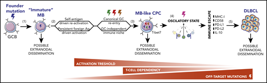 Stepwise model for MCD/C5s and PENLs pathogenesis. (1) During normal immune responses, SHM or DNA replication errors stochastically introduce off-target founder mutations in GCBs, favoring the development of an immature long-lived MB population with increased tendency to acquire a GCB-like profile on recall, at the expense of terminal PC differentiation. (2) Cyclic reactivation of these MBs over extended periods of time favors their clonal expansion and increases the chances of acquiring additional off-target mutations. Repeated activation may be driven by a self-reactive BCR or chronic exposure to foreign agents and could occur in the context of canonical GCs or in a GC-independent manner. (3) Founder or secondary-acquired mutations, targeting BCR and TLR pathway mediators, lower the immune activation threshold of these MB-like CPCs, driving them into a semipersistent activated state. At this stage, cells are predicted to become less dependent on canonical costimulatory signaling. (4) Persistent activation in the context of MBs intrinsic phenotypic plasticity traps CPCs in a nearly cell-autonomous oscillatory state, navigating between MB-like, pre-GC–like, and PB-like phases, whereas somatic mutations block full lineage commitment. (5) These CPCs intermittently undergo bursts of proliferation and AID activation, allowing the acquisition of ulterior genomic lesions that, paired with transcriptional/epigenetic remodeling, enable complete immune evasion and overt tumor development.