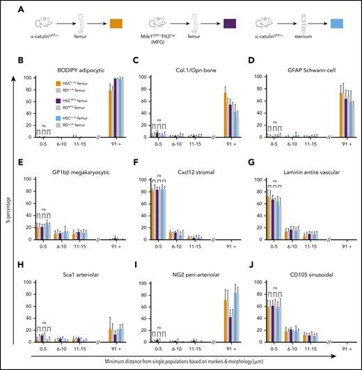 Despite anatomical differences, femoral and sternal HSCα-cats and femoral HSCMFGs mainly associate with sinusoids and Cxcl12 stroma cells, reflecting frequencies of imaged BM. (A) Overview of HSC reporter mouse lines and corresponding bones used for full-bone, multicolor, quantitative imaging and analysis. (B-J) HSC-niche distance quantification in femurs and sterna of α-catulinGFP/+ and Mds1GFP/+Flt3Cre reporter mice. (B-D) BODIPY+ adipocytes (B; n = 4 each); Col.1+/Opn+ bone surfaces (C; α-catulinGFP/+ femur, n = 13; Mds1GFP/+Flt3Cre femur, n = 12; α-catulinGFP/+ sternum, n = 14); and GFAP+ Schwann cells (D; n = 4 each) were not associated with HSCα-cats. (E-G) Both femoral and sternal HSCα-cats randomly associated with GP1bβ MKs (E; α-catulinGFP/+ femur, n = 12; Mds1GFP/+Flt3Cre femur, n = 9; α-catulinGFP/+ sternum, n = 8); Cxcl12 stroma (F; α-catulinGFP/+ femur, n = 5; Mds1GFP/+Flt3Cre femur and α-catulinGFP/+ sternum, n = 4); and laminin+ entire BM vasculature (F-G; α-catulinGFP/+ femur, n = 9; Mds1GFP/+Flt3Cre femur and α-catulinGFP/+ sternum, n = 8). (H-J) Only a minority of femoral and sternal HSCα-cats localized near Sca1+ arteriolar (H; n = 4 each) and NG2+ periarteriolar niches (I; n = 4 each), whereas most were randomly associated with CD105+ sinusoids (J; α-catulinGFP/+ femur, n = 12; Mds1GFP/+Flt3Cre femur, n = 4; α-catulinGFP/+ sternum, n = 8). Data in panels B-J represent mean ± standard deviation. Statistical significance for the 0- to 5-μm bin was assessed by 2-tailed nonparametric Mann-Whitney U test. *P < .05; **P < .01; ***P < .001.