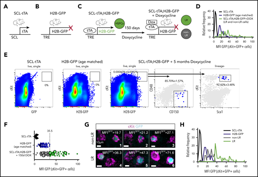 Identification of dormant label-retaining and nondormant HSPCs in situ by quantitative BM imaging. (A-C) Representation of the experimental approach for endogenous labeling of dormant LR HSPCs. Transgenic mice expressing tetracycline transactivator in HSPCs from the scl gene locus (A; SCL-tTA) and the histone 2B-GFP fusion protein (H2B-GFP) under the control of the tetracycline-responsive regulatory element (B; TRE; H2B-GFP) were crossed to confine GFP expression to the HSPCs (C, left; SCL-tTA; H2B-GFP). In the presence of DOX, H2B-GFP transcription was inhibited, resulting in dilution of GFP signal by proliferating cells. (D-G) Identification of BM LR and non-LR HSPCs in situ by quantitative imaging. (D) Frequency distribution of GFP levels (MFI) of cKit+GFP+ (see “Methods” for identification criteria) cells from imaging of SCL-tTA (110 cells), H2B-GFP control (67 cells), and DOX-treated SCL-tTA;H2B-GFP mice (96 cells). (E) Flow cytometry of SCL-tTA, H2B-GFP, and double transgenic SCL-tTA;H2B-GFP mice treated for 150 days with DOX revealed the high purity of HSC marker expression in cKit+GFPhigh LR cells (n = 3). (F) Dot plot showing the absolute GFP MFI (MFIGFP) of cKit+GFP+ single cells from control and treated mice shown in panel D (SCL-tTA: MGIGFP = 4.8; H2B-GFP: MGIGFP = 19.2; DOX-treated SCL-tTA;H2B-GFP: MGIGFP = 35.99). Note the leakiness of GFP expression in the cKit+GFP+ BM cells of the H2B-GFP mouse. LR HSPC identification therefore required precise GFP quantification. LR HSPCs were identified as cKit+ cells with higher MFIGFP than background levels in the single H2B-GFP mouse line (H2B-GFP: maximum MGIGFP = 35.3). (G) High-resolution images of BM LR and non-LR HSPCs, illustrating the need for computational quantification. (H) Frequency distribution of LR and non-LR HSPCs after thresholding based on H2B-GFP background fluorescence from aged-matched animals.