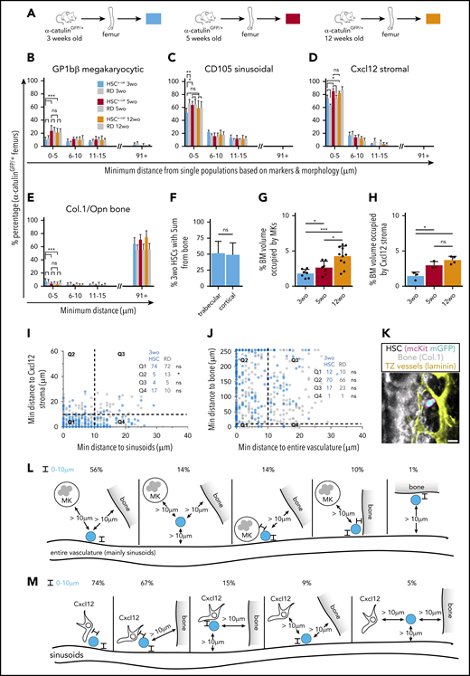 Distinct niche signatures between 3-week-old preswitch and 5- and 12-week-old postswitch HSCα-cats. (A) Representation of the age groups used for isolation of α-catulinGFP/+ femurs. (B-E) Three-week-old (wo) HSCα-cats were less associated with MKs (B; 3 wo, n = 8; 5 wo, n = 7; 12 wo, n = 12) and CD105+ sinusoids (C; 3 wo, n = 8; 5 wo, n = 6; 12 wo, n = 12), compared with postswitch HSCα-cats, but were preferentially associated with Cxcl12 stroma (D; 3 wo, n = 4; 5 wo, n = 4; 12 wo, n = 5) and showed a marginally higher preference toward Col.1/Opn+ osteoblasts and bone matrix (E; 3 wo, n = 17; 5 wo, n = 10; 12 wo, n = 13). (F) Percentage of 3-wo HSCα-cats found within 5 μm of the trabecular or cortical bone surfaces (n = 12). (G-H) Comparison of BM volume occupied by MKs (G; 3 wo, n = 7; 5 wo, n = 7; 12 wo, n = 11) and Cxcl12 stroma (H; 3 wo, n = 3; 5 wo, n = 3; 12 wo, n = 4) in juvenile and adult α-catulinGFP/+ femurs. (I-J) Scatterplots showing 2-dimensional (2D) distance quantification of single 3-wo HSCα-cat in relation to CD105+ sinusoids and Cxlc12 stroma (I; 192 HSCs and 414 RDs, n = 4), as well as entire vasculature and bone surfaces (J; 197 HSCs and 427 RDs, n = 4). (K) Representative image of a single 3-wo HSCα-cat that was adjacent to bone surface and transition zone (TZ) vessels simultaneously. (L-M) Quantification of HSC frequency occupying niches with distinct cellular composition in 3-wo α-catulinGFP/+ femurs. Graphic depiction of 3-wo HSCα-cat localization in relation to triple niches, such as entire vasculature, bone, and MKs (L; n = 4) and sinusoids, bone, and Cxcl12 stroma (M; n = 4). Data in panels B-H represent mean ± standard deviation. The 2-tailed nonparametric Mann-Whitney U test was used to assess statistical significance in panels A-D (for the 0-5-μm bin) and H-I. Statistical significance for panels E-G was assessed by 1-tailed Mann-Whitney U test. *P < .05; **P < .01; ***P < .001; ****P < .0001.