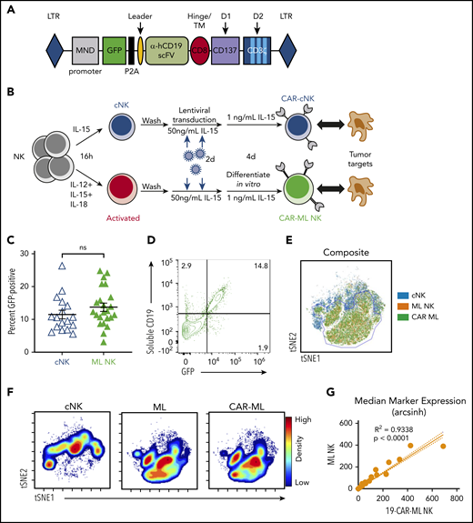 Human ML NK cells are effectively transduced with CAR lentiviral vectors. (A) Schematic representation of the lentiviral cassette encoding the αCD19 CAR. P2A indicates the ribosomal P2A skip site. Transmembrane (TM)/hinge: CD8α; costimulatory domain (D1): CD137; and stimulatory domain (D2): CD3ζ. ITAMs indicated in light blue. (B) Schema of in vitro experiments. Purified NK cells were activated with IL-12, IL-15, and IL-18 or were control treated for 16 hours, washed, and transduced with CAR lentivirus for 2 days. After differentiating for 1 week, NK cell phenotype and functionality were assessed. (C) Summary of data of viral transduction efficiency between low-dose cNK cells (blue open triangle) and ML NK cells (green triangle; n = 17-23 donors from 15 independent experiments; each symbol represents 1 donor; line indicates mean ± SEM). Data were compared using paired Student t test. (D) Representative bivariate flow plots showing expression of GFP and sCD19 staining on 19-CAR-ML NK cells. (E) Representative overlaid viSNE plot of cNK (blue), ML (orange), and CAR-ML NK cells (green). (F) Representative viSNE density plot of cNK, ML NK, and CAR-ML NK cells. (G) Linear regression model of phenotypic markers of 19-CAR-ML NK cells (x-axis) and ML NK cells (y-axis). hCD19, human CD19; LTR, long terminal repeat; ns, no significance; scFv, single-chain variable fragment.