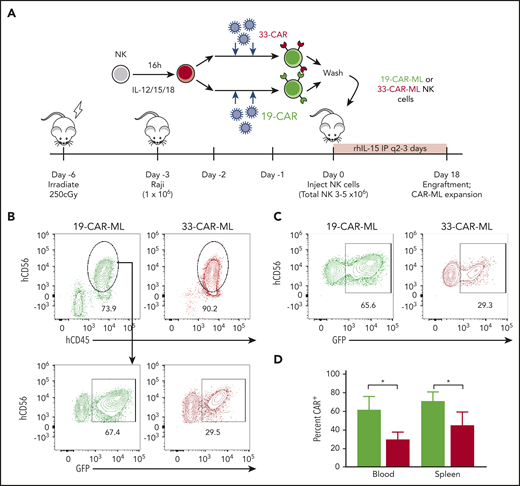 19-CAR-ML NK cells have antigen-specific persistence in vivo. (A) Schema of in vivo studies. Briefly, NSG mice received 1 × 106 Raji cells IV on day −3 followed by 3 × 106 to 5 × 106 19-CAR-ML NK or 33-CAR-ML NK cells IV on day 0. Mice were euthanized on day 18, and human NK (hNK; mCD45−hCD45+CD56+) cells in the spleen and blood were assessed. (B) Representative bivariate plots at day 18 after transfer showing 19-CAR-ML (green) or 33-CAR-ML (red) NK cells in the blood. (C) Representative bivariate plots at day 18 after transfer showing 19-CAR-ML (green) or 33-CAR-ML (red) NK cells in the spleen, gated as in panel B. (D) Summary of data demonstrating the percentages of GFP+ NK cells in each organ. Data are from 2 experiment with n = 5 mice per group represented as mean ± SEM, compared using paired Student t test. *P < .05.