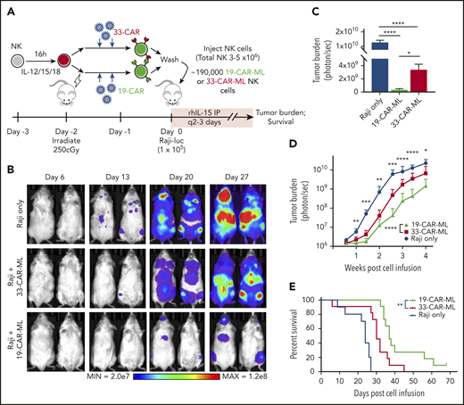 19-CAR-ML NK cells effectively control lymphoma targets in vivo in NSG mice. (A) Schema of in vivo studies using luciferase (luc)-expressing Raji. Irradiated mice received 1 × 105 Raji-luc cells IV followed by 1.9 × 105 33-CAR-ML or 19-CAR-ML NK cells (total, 3 × 106 to 5 × 106 IV on day 0). Lymphoma burden was determined by every-other-day BLI. (B) Representative BLI images from mice at indicated time points. (C) Summary BLI data of tumor burden of each group on day 24. Day 24 data are presented, because this was the longest time point that included all the mice in the untreated group before mortality from lymphoma. Data shown as bar graph with mean ± SEM (n = 7-11 total mice from 2 independent experiments). (D) Summary of BLI data of the tumor burden of each group monitored for 28 days after cell infusion. Mean ± standard deviation shown (n = 10-11; 2 independent experiments) (E) Kaplan-Meier survival curve of mice receiving tumor only (blue line), 33-CAR-ML NK cells (red line), or 19-CAR-ML NK cells (green line). Data were compared with a linear mixed model followed by Student t test for 19-CAR-ML vs 33-CAR-ML NK cells (D) and log-rank test (E). *P < .05, **P < .01, ***P < .001, ****P < .0001.