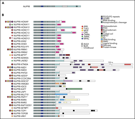 Stucture of wild-type NUP98 and NUP98 fusions. (A) Structure of wild-type NUP98. (B) Structure of NUP98 fusions, including relevant functional domains and malignancies reported for each partner gene. The longest fusion gene is shown along with alternate breakpoints. Arrows denote breakpoints, and asterisk (*) denotes fusion partners for which multiple isoforms have been identified. CMML, chronic myelomonocytic leukemia; HMG, high-mobility group; IQ, isoleucine glutamine; JMML, juvenile myelomonocytic leukemia; MYST, MOZ, Ybf2, Sas2, and TIP60; PHD, plant homeodomain; SET, Su(var)3-9, enhancer-of-zeste and trithorax.