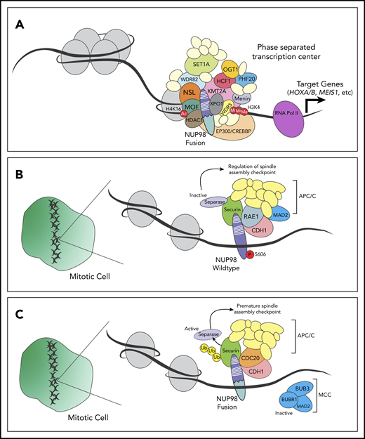 NUP98 regulates transcription and cell cycle progression through interactions with cofactors. (A) NUP98 fusion oncoproteins bind to various transcriptional cofactors (including XPO1, WDR-SET1-COMPASS, and/or KMT2A complexes) and remodel chromatin. This leads to expression of target genes, possibly through the formation-phase separatory transcription centers. (B) Wild-type NUP98 associates with the anaphase-promoting complex (APC/C), RAE1, and other cell-cycle proteins, contributing to regulation of the spindle-assembly checkpoint. (C) NUP98 fusion oncoproteins bind to components of the APC/C including CDC20, leading to the ubiquitination and premature degradation of securin. In turn, activation of separation causes premature spindle-assembly checkpoint. Ac, acetyl; Me, methyl; MOF, males absent on the first; NSL, nonspecific lethal; P, phospho; Ub, ubiquitin.