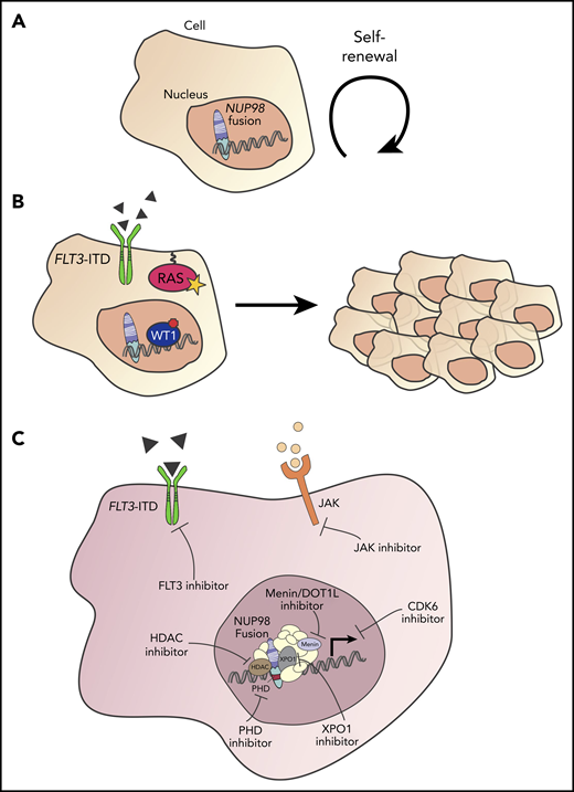 Co-altered genes and potential therapeutic approaches in NUP98-rearranged hematologic malignancies. (A) NUP98 fusion confers self-renewal and loss of differentiation. (B) Co-occurring alterations, including FLT3-ITD mutation, RAS mutation, and/or WT1 mutation may lead to a proliferative advantage and to hematologic malignancy. (C) Potential strategies for therapeutic targeting of hematologic malignancies with NUP98 gene fusions.