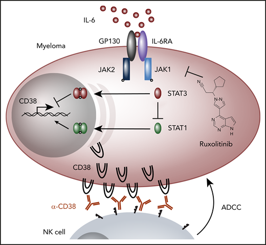 IL-6 signaling in myeloma and CD38 regulation. The cytokine IL-6 binds the receptors IL-6 receptor alpha (IL-6RA) and GP130 to activate JAK1 and JAK2 kinases that phosphorylate STAT3 and to a lesser extent STAT1, resulting in their dimerization and nuclear translocation. Ogiya et al find that STAT3 inhibits CD38 expression, whereas STAT1 increases it, and STAT3 knockout results in an upregulation and activation of STAT1. Increased CD38 expression results in more ADCC. Lines with arrows or blocks do not necessarily represent direct interactions. NK, natural killer.