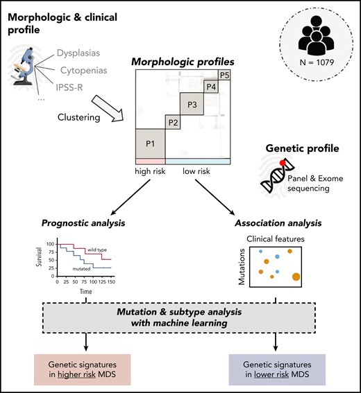 Nagata et al collected morphologic, clinical, and genetic data of 1079 MDS patients. Consensus clustering was used to group the patients based on their morphologic profiles. High-risk patients mainly segregated into 1 cluster; low-risk patients were represented by 4 clusters. Analysis of the genetic profiles by ML techniques revealed different genetic signatures with prognostic value for high-risk patients and identified significant correlations between genetic variants and clinical features for the morphological profiles of low-risk patients. IPSS-R, Revised International Prognostic Scoring System; P, patient.