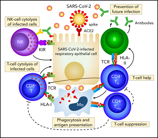 Coordinated immune response to SARS-CoV-2. Cellular immunity is central to the immune response to SARS-CoV-2. ACE2, angiotensin converting enzyme 2; KIR, killer cell immunoglobulin-like receptor; NK, natural killer; TCR, T-cell receptor; Treg, regulatory T cell. Figure courtesy of W. Garcia-Beltran.