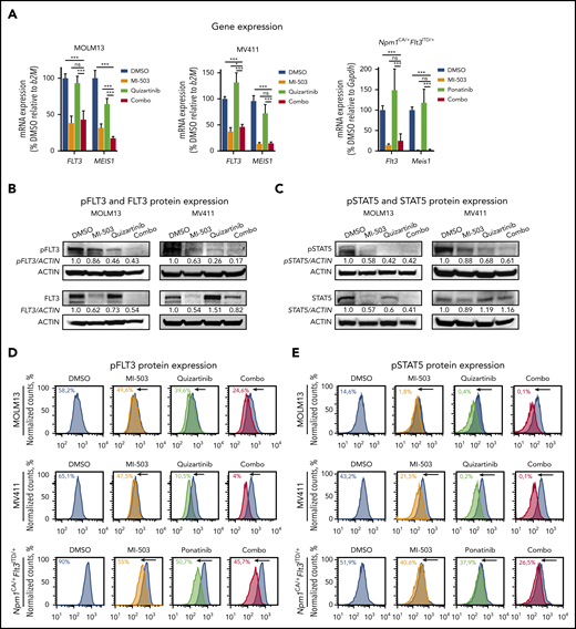 Effects of single and combined menin-MLL and FLT3 inhibition on FLT3 and phosphorylated FLT3 protein levels. (A) FLT3 and MEIS1 mRNA expression in human MOLM13 (left) and MV411 (middle) cells and murine Npm1CA/+Flt3ITD/+ (right) leukemia cells after single or combinatorial treatment with MI-503 (2.5 µM; 4 days for MOLM13 and Npm1CA/+Flt3ITD/+ cells and 3 days for MV411 cells) and FLT3 inhibitors (quizartinib, 3 nM; ponatinib, 100 nM, 24 hours) as assessed by qRT-PCR. Bar graphs represent the mean with SD of 3 independent experiments, each performed in technical triplicate. (B) Immunoblot analysis of FLT3 and phosphorylated (p)FLT3 in MOLM13 cells (left) and MV411 cells (right) upon treatment with 2.5 µM MI-503 (for 3 and 4 days in MV411 and MOLM13 cells), quizartinib (3 nM, 24 hours), or the 2 combined. One representative blot of 3 independent experiments is shown. Numbers indicate the DMSO-normalized quantification of western blot signals, relative to the loading control, performed by densitometry with ImageJ software. (C) Immunoblot analysis of STAT5 and phosphorylated (p)STAT5 in MOLM13 (left) and MV411 (right) cells after treatment as described in panel B. One representative blot of 3 independent experiments is shown. Numbers indicate the DMSO-normalized quantification of western blot signals, relative to the loading control, performed by densitometry with ImageJ software. pFLT3 (D) and pSTAT5 (E) protein expression in human MOLM13 and MV411 and murine Npm1CA/+Flt3ITD/+ cells after treatment with MI-503 (2.5 µM; 4 days for MOLM13 and Npm1CA/+Flt3ITD/+ cells; 3 days for MV411 cells), FLT3 inhibitor (quizartinib, 3 nM, and ponatinib, 100 nM; 24 hours) or their combination, as assessed by flow cytometry. One representative histogram of 3 independent experiments is shown. The colored numbers in the flow histograms indicate the percentage of pFLT3+ and pSTAT5+ cells, respectively.