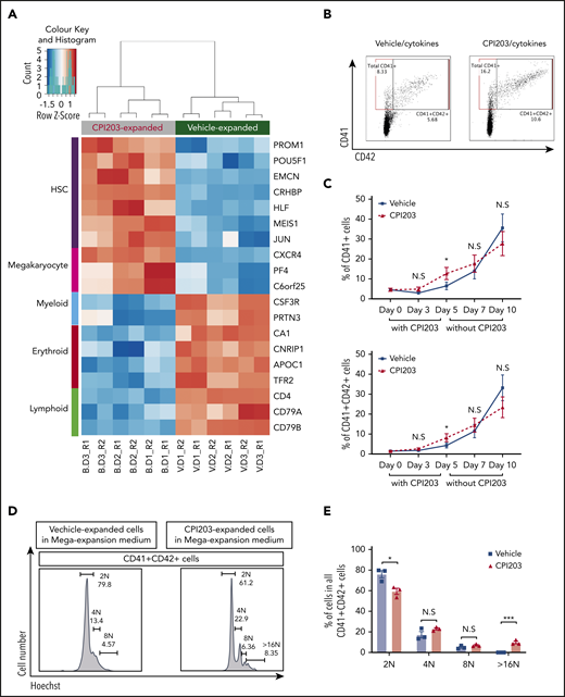 CPI203 promotes megakaryocyte-accompanied ex vivo expansion of CB HSCs. (A) RNA sequencing was performed on UCB CD133+ cells that had been expanded for 5 days in culture with CPI203/cytokines (B) or vehicle/cytokines (V). Top differentially expressed genes associated with HSCs, megakaryocytes, myeloid cells, erythroid cells, and lymphoid cells are shown in a heatmap (false discovery rate < 0.01, gene expression level from low to high shown as blue to orange). (B) Flow plots showing the total CD41+ or CD41+CD42+ cells detected in all cells expanded in CPI203/cytokines condition compared with vehicle/cytokines on day 5. (C) Increased total CD41+ (top) and CD41+CD42+ (bottom) megakaryocytic cells expanded in CPI203/cytokine conditions compared with vehicle/cytokine for 5 days, followed by a further 5 days’ expansion in MK expansion medium (TPO, SCF) without CPI203 or vehicle (n = 3; *P ≤ .05). (D-E) Increased ploidy of megakaryocytes generated in MK expansion medium from d5-CPI203/cytokine-expanded cultures compared with d5-vehicle/cytokine-expanded cultures (n = 3; *P ≤ .05; ***P ≤ .005). Data shown are from day 10 of extended cultures: 5 days in CPI203/cytokines or vehicle/cytokines followed by 5 days in MK expansion medium (SCF, TPO) without CPI203 or vehicle.