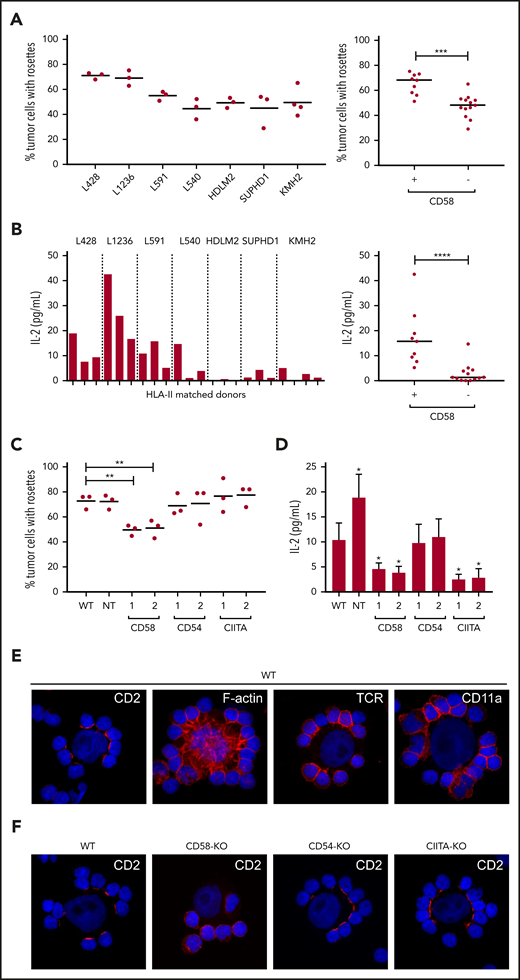 Involvement of HLA-II, CD58, and CD54 in adhesion and activation of rosetting T cells using PMBCs from at least 3 individual HLA-II–matched donors. (A) The percentage of tumor cells with rosettes was quantified after a 30-minute coculture of HL cell lines and matched PBMCs. CD58+ cell lines were L591, L1236, and L428, and the CD58− cell lines were KMH2, SUPHD1, HDLM2, and L540. (B) TCR-mediated T-cell activation was determined by measuring IL-2 (picograms per milliliter) in the culture supernatant after 18 hours of coculture with different HL cell lines. (C) The percentage of tumor cells with rosettes was quantified after a 30-minute coculture of L428 WT, nontargeting (NT) control, and 2 independently generated CD58-KO, CD54-KO, or CIITA-KO cell lines with matched PBMCs. CIITA was targeted to generate HLA-II low cells. In panels A-C, each dot or bar represents 1 independent HLA-II–matched donor used for cocultures. (D) IL-2 production of matched PBMCs in response to a coculture with WT, NT, CD58-KO, CD54-KO, or CIITA KO L428 cell lines. Data are expressed as the mean of 3 different HLA-II–matched PBMC donors ± standard deviation. (E) CD2, TCR, CD11a, and F-actin staining (red signal) of L428 cells cocultured with matched PBMCs. Nuclei were counterstained with 4′,6-diamidino-2-phenylindole (DAPI; blue signal). (F) CD2 staining of WT, CD58-KO, CD54-KO, and CIITA-KO L428 cell lines cocultured with matched PBMCs. Staining was visualized using a Leica DM4000B microscope equipped with a Leica DFC345FX Camera and LAS V4.8 software. Relocalization of CD2 can be observed as discrete red signals at the interface between T cells and tumor cells instead of the homogenous circumferential staining of entire T cells. Relocalization of F-actin in tumor cells presented as spider-web–like structures stretching out toward the T cells. Representative images are shown; original magnification ×400. Statistical significance was calculated with a 1-tailed Mann-Whitney U test if different cell lines were compared (A-B) or a 1-tailed paired Student t test if a KO was compared with the WT (C-D). *P < .05; **P < .01; ***P < .001; ****P < .0001.
