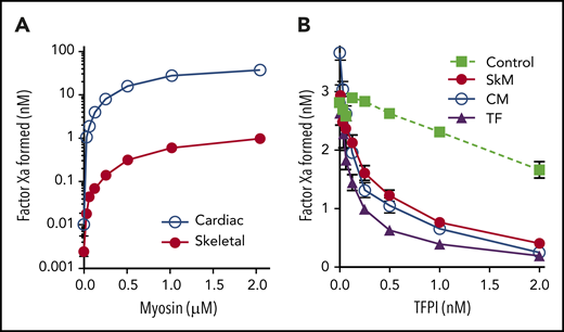 SkM and CM myosins exhibit TF-like activity. Varying concentrations of myosin were mixed with 1 nM fVIIa and 150 nM fX for 5 min before quenching with EDTA. FXa generation was then measured using substrate S-2765. (A) SkM (1 µM, red circles) supported generation of fXa equivalent to 7.3 pM TF based on a control curve of relipidated human TF, wheras 1 µM CM myosin (blue open circles) supported generation of fXa equivalent to 320 pM TF. (B) TFPI was preincubated with either relipidated, recombinant human TF (7.3 pM, purple triangles), SkM (1 µM, red circles), or CM (23.7 nM, open circles) for 5 minutes. fVIIa and fX were then added, and fXa generation was assessed after 30 min. Control experiments lacking TF (green squares) were run by incubating 3 nM fXa and 1 nM fVIIa with TFPI for 30 min and then testing activity. TFPI over 2 nM inhibits fXa activity >50%. However, TFPI inhibits myosin-mediated fXa activation by an additional 76% (SkM) and 84% (CM) over its effect on fXa (inhibition of TF-mediated fXa activation is 87%). Data shown are mean ± SD for 3 (SkM) and 2 (CM) experiments, each performed in duplicate.