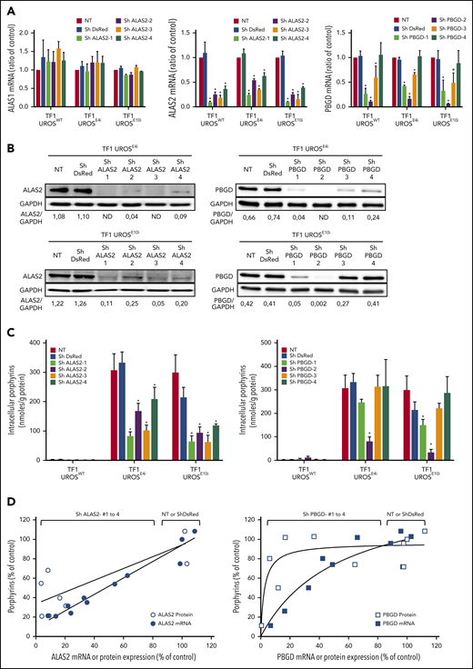 shRNA-mediated PBGD and ALAS2 silencing reduces porphyrin accumulation in UROS-deficient erythroid TF1 cells. WT and CRISPR/Cas9–engineered UROS-deficient (UROSE4i and UROSE10i) TF1 cells were transduced with 4 different lentiviral vectors coexpressing EGFP and shRNA-targeted to DsRed (control), ALAS2 (#1-4), or PBGD (#1-4) genes. Cells were transduced at a multiplicity of infection of 5, enabling a high transduction efficiency (>90%) as determined by flow cytometry analysis of EGFP expression (supplemental Figure 2). (A) Real-time semi-quantitative reverse transcription–PCR analysis of ALAS1, ALAS2, and PBGD mRNA expression. The relative gene expression was normalized with the ribosomal protein P0 gene and expressed as a ratio vs untransduced control cells (NT) for each condition. (B) Western blot analysis of ALAS2, PBGD, and GAPDH proteins in TF1-UROSE4i and TF1-UROSE10i cells. The signal density was determined by using ImageJ software (National Institutes of Health) to perform semi-quantitative analysis of protein expression. Semi-quantitative results are expressed as a ratio vs GAPDH expression. (C) Analysis of porphyrin accumulation in TF1-UROSWT and TF1-UROSE4i or TF1-UROSE10i cells. Total porphyrins were extracted from cell lysates and quantified by spectrofluorometry using commercially available calibrators. (D) Relationship between porphyrin accumulation and ALAS2 or PBGD expression. The regression curves fitted to the data were determined by using Prism software (GraphPad Software). All the results are mean ± SD of 4 different experiments. *P < .05 vs NT. ND, not detectable; NT, nontransduced.