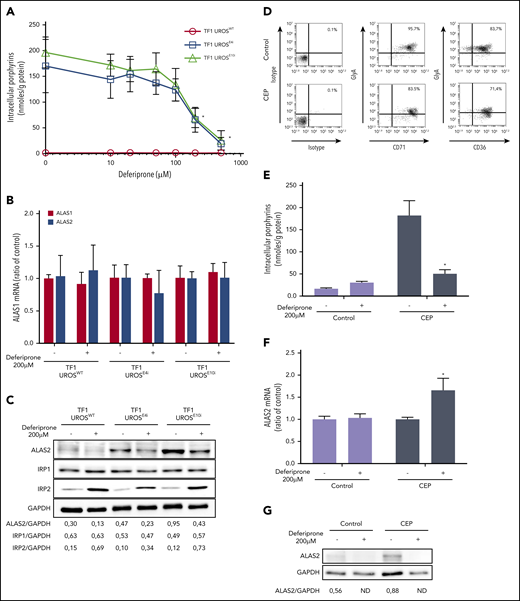 Iron restriction with DEF inhibits ALAS2 expression and reduces porphyrin accumulation in UROS-deficient TF1 and erythroid cells from a patient with CEP. Panels A-C represent experiments performed on TF1-UROSWT, TF1-UROSE4i, and TF1-UROSE10i induced to erythroid differentiation. (A) Porphyrin accumulation after treatment at various doses of DEF (10, 20, 50, 100, 200, or 500 μM) for 48 hours. (B) Real-time quantitative analysis of ALAS1 and ALAS2 mRNA after treatment with DEF 200 μM for 48 hours. The relative gene expression was normalized with the ribosomal protein P0 gene and expressed as ratio vs untreated control for each condition. This dose allows the efficient reduction of porphyrin accumulation without cellular toxicity on TF1 cells. (C) Western blot analysis of ALAS2, IRP1, IRP2, and GAPDH proteins after treatment with DEF 200 μM for 48 hours. Iron exerts a posttranscriptional regulation of ALAS2 and IRP2 expression: in the presence of iron, ALAS2 mRNA is translated while IRP2 protein is degraded by ubiquitination. Iron restriction represses ALAS2 and induces IRP2 expression in WT and UROS-deficient TF1 cells. Iron modulates the activity of IRP1 without changing the expression level of the protein. Panels D-G represent experiments performed on the erythroid progeny of CD34+ cells. Control (cord blood) and UROS-deficient (steady-state peripheral blood from a patient with CEP) CD34+ cells were amplified and subjected to erythroid differentiation in a 3-step protocol over 17 days. (D) The erythroid maturation was analyzed on day 17 by flow cytometry analysis of glycophorin A (FITC), CD36 (APC), and CD71 (APC) expression. Most control and CEP cells had matured fully from stage I to stage III/IV (defined by the sequential gain of CD36 and then GlyA expression and the subsequent loss of CD36 expression) by day 17. (E) Porphyrin accumulation in CD34+-derived erythroid cells (normal and CEP) after treatment with DEF (200 μM) for 48 hours (days 15-17). (F) Real-time semi-quantitative analysis of ALAS2 mRNA in the erythroid progeny of normal and CEP CD34+ cells after treatment with DEF (200 μM) for 48 hours (days 15-17). The relative gene expression was normalized with the ribosomal protein P0 gene and expressed as ratio vs untreated control for each condition. (G) Western blot analysis of ALAS2 and GAPDH proteins in the erythroid progeny of normal cells and CEP CD34+ cells after treatment with DEF (200 μM) for 48 hours (days 15-17). The combination of both UROS deficiency and iron restriction (low ferrochelatase activity) probably affects global heme production and stimulates ALAS2 transcription in UROS-deficient cells. Signal density on western blots was determined by using ImageJ software to perform semi-quantitative analysis of protein expression. Semi-quantitative results are expressed as a ratio vs GAPDH expression. *P < .05 with vs without DEF.