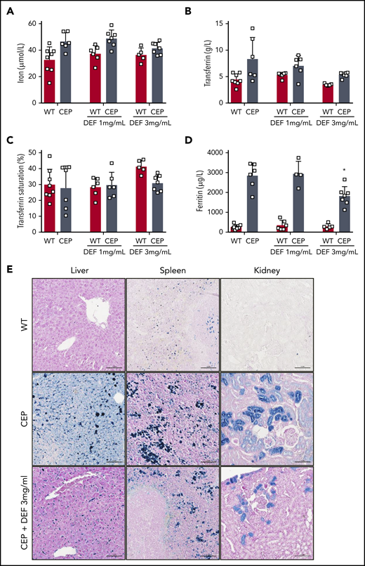 Iron overload improved upon treatment with iron chelator in CEP mice. Plasma iron (A), transferrin (B), transferrin saturation (%) (C), and ferritin (D) were determined in WT and CEP mice treated with DEF 1 or 3 mg/mL on euthanasia (26 weeks) using a multiparametric Olympus AU400 analyzer. (□) Individual mice. (E) Representative Perls staining of liver, spleen and kidney histologic sections from WT, CEP, and CEP mice treated with DEF 3 mg/mL at euthanasia (26 weeks). Many iron deposits (blue staining) were visible in liver macrophages, spleen tissue, and proximal convoluted tubules of the kidney cortex in control CEP mice compared with WT or CEP mice treated with DEF 3 mg/mL. Histologic sections were analyzed with a Nikon Eclipse Ni microscope (×20). Scale bar, 100 μM. Pictures were captured by using a digital camera (Nikon DS Ri2) and analyzed with NIS Elements AR software.