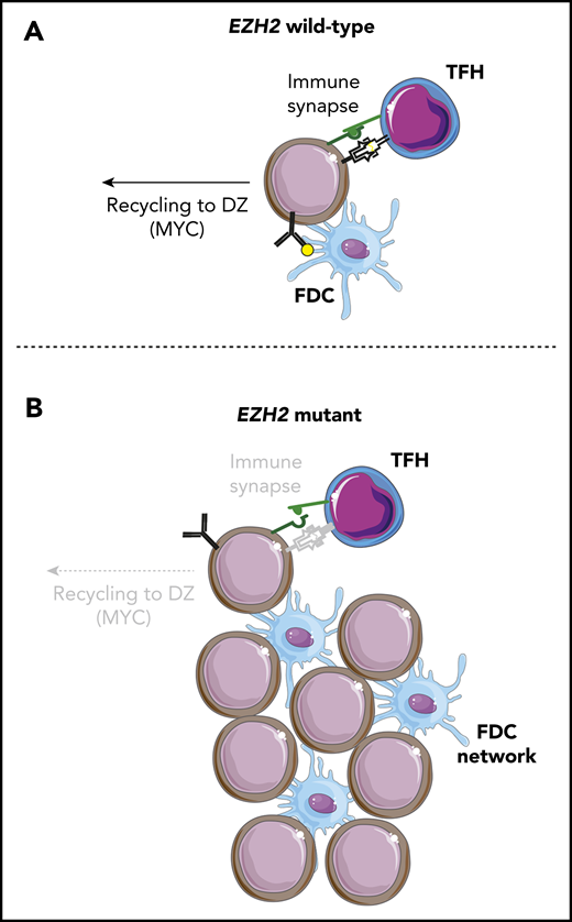 Loss of TFH immune synapse formation and gain of FDC interactions with EZH2 mutations. (A) EZH2 wild-type B cells undergo normal clonal selection by binding antigen on FDCs and presenting it on MHC class II. Those with the highest antigen affinity and presentation form an immune synapse with TFH cells, leading to CD40/CD40L signaling, which stimulates terminal differentiation or DZ recycling. (B) EZH2 mutant B cells have reduced MHC expression and immune synapse formation with TFH cells that leads to decreased CD40/CD40L signaling and DZ recycling. However, these cells are able to proliferate and survive through interactions with an expanded network of FDCs.