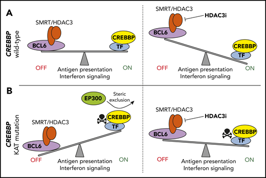 Control of antigen presentation and interferon signaling by CREBBP-mediated antagonism of BCL6/HDAC3. (A) In CREBBP wild-type GCB cells, BCL6 regulates the DZ signature by recruiting the corepressor complexes, including SMRT–HDAC3, to repress its target genes. These genes are reactivated in the LZ by CREBBP. Inhibition of HDAC3 in CREBBP wild-type B cells leads to increased expression of these genes, including those with a role in antigen presentation and interferon signaling, due to the conserved role of the CREBBP/BCL6–HDAC3 regulatory axis in wild-type cells. (B) KAT domain mutation of CREBBP inhibit its catalytic activity and leads to a dominant-repressive effect by preventing the participation of redundant acetyltransferases in transactivation complexes. This leads to loss of antagonism to BCL6-mediated gene repression and reduced expression of antigen presentation and interferon signaling genes. These genes can be restored in CREBBP mutant cells by using an HDAC3-selective inhibitor.