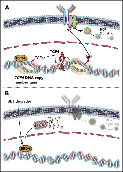 TCF4 DNA copy number gains drive immunoglobulin expression and can be targeted by BET degraders. (A) DNA copy number gains of chromosome 18q increase the expression of the TCF4 (E2-2) transcription factor, which drives increased expression of IgM. (B) The TCF4 gene is regulated by BRD4. BET protein degraders such as ARV-771 eliminate BRD4 protein and reduce the expression of TCF4 and its target genes, including IgM and MYC.