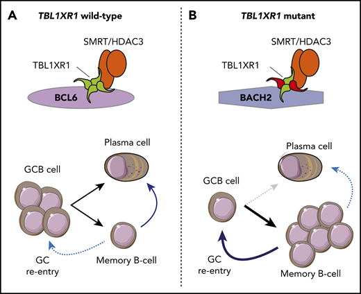 TBL1XR1 mutation promotes a memory B-cell fate and germinal center reentry. (A) In TBL1XR1 wild-type GCB cells, the SMRT–HDAC3 complex preferentially associates with BCL6 and facilitates expansion of GCB cells in the DZ of the germinal center. These can terminally differentiate via the LZ into either plasma cells or memory B cells. Upon antigen rechallenge (blue arrows), memory B cells become antibody-secreting plasma cells, and a small subset reenters germinal centers. (B) Mutant TBL1XR1 (red) acts as a dominant negative to increase association between the SMRT–HDAC3 complex and the BACH2 transcription factor and to decrease association with BCL6. This leads to reduced frequencies of GCB cells and promotes a memory B-cell fate. Upon antigen rechallenge (blue arrows), a reduced frequency of TBL1XR1 mutant memory B cells become plasma cells, and an increased frequency reenter germinal center reactions and undergo additional somatic hypermutation.
