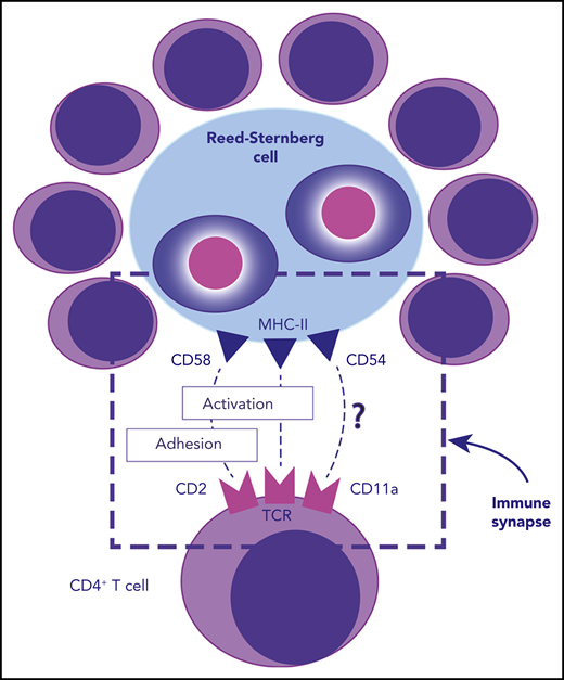 Rosette formation and T-cell activation in HL. The schematic highlights the immune synapse between a malignant Reed-Sternberg cell and a CD4+ T cell. Both TCR-MHC-II and CD2-CD58 interactions were found to be needed for T-cell activation, whereas only the CD2-C58 axis was involved in cell adhesion and rosette formation.