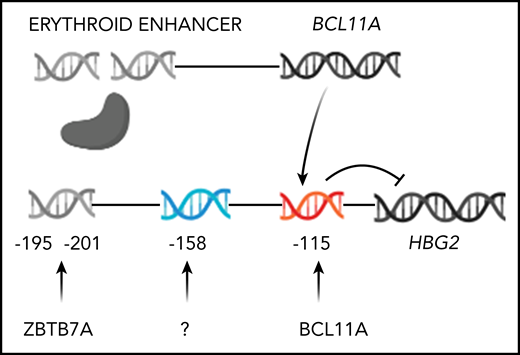 Genome editing to increase HbF production. Only HBG2 and its upstream binding sites for BCL11A and ZBTB7A are depicted. The expression of BCL11A, 1 of 2 major repressors of HbF gene expression, is controlled by an erythroid-specific enhancer. BCL11A binds to a TGACCA motif centered at position −115 in the promoters of both HBG2 and HBG1. ZBTB7A, the other major HbF gene repressor, not shown, binds at positions −195 to −197 and −201 to −202 upstream of both γ-globin genes. A still unknown transcription factor(s) is likely to bind the −158 site. The −158 polymorphism is found only in HBG2. CRISPR-Cas9 editing of either the BCL11A erythroid-specific enhancer, shown as a double-strand break, or its binding sites in the HbF gene promoters, shown before editing, reverses the repression of these genes increasing HbF.