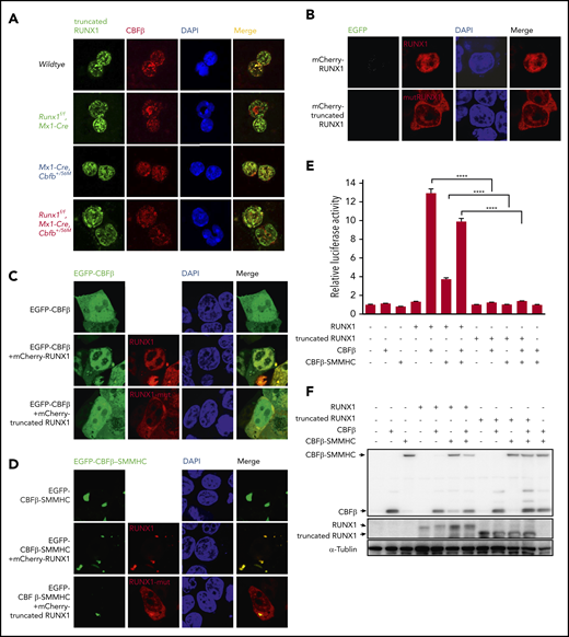 The mutated RUNX1 protein in Runx1f/fmice was nonfunctional. (A) Immunofluorescent staining of bone marrow cells from the indicated mice 2 weeks after pIpC treatment to detect the colocalization between RUNX1 or the mutated RUNX1 and CBFβ/CBFβ-SMMHC. (B-D) 293T cells were transfected with the indicated plasmids, and immunofluorescence staining was performed to detect the localization of the indicated proteins. The labels on the left side of the pictures indicate the plasmids transfected into the cells and the labels on top of the pictures indicate the observed proteins at the appropriate microscope filter settings. (E-F) Luciferase reporter assay in 293T cells transfected with a CSF1R promoter-driven luciferase reporter plasmid and plasmids encoding the indicated proteins. (E) Relative activities (mean ± SEM) were determined based on 3 independent experiments. ****P < .0001. (F) Representative expression levels of the transfected proteins for this reporter assay by western blot analysis.