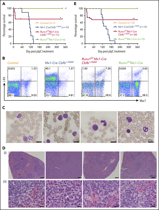 Runx1 is required for Cbfb-MYH11–induced leukemia. (A) Mice of the indicated genotype were treated with pIpC to induce the expression of Cbfb-MYH11 and/or Runx1 deficiency, and leukemia development in these mice was monitored for 1 year. Kaplan-Meier survival curves of these mice are shown. (B-D) Mice of the indicated genotypes were treated with pIpC and then killed 4 months after the last dose of pIpC for analysis. (B) Representative fluorescence-activated cell sorting (FACS) plots of c-Kit+ and Mac1+ cells in the peripheral blood of these mice. (C) Representative Wright-Giemsa–stained peripheral blood smears from these mice. (D) Representative hematoxylin and eosin–stained spleen sections (i, 50×; ii, 400×) from these mice. (E) Kaplan-Meier survival curves of recipient mice (3-5 per donor mouse) after noncompetitive transplantation assay. *P < .05 and **P < .01, each comparing the Runx1f/fMx1-CreCbfb+/56M group with the Mx1-CreCbfb+/56M group.
