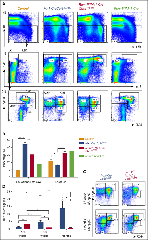 Runx1 is required for the maintenance of the AMP population. (A-D) The indicated groups of mice were treated with pIpC to induce the expression of Cbfb-MYH11 and/or Runx1 deficiency. At certain time points after pIpC treatment, the mice were killed, and flow cytometry assays were performed. (A) Representative FACS plots of bone marrow cells from mice treated with pIpC for 2 to 3 weeks gated on single cells (i), Lin− cells (ii), and LK cells (iii) are shown for the intensities of the indicated antibodies. (B) Bar graphs showing the percentages (mean ± SEM) of Lin− of bone marrow and LK fraction of Lin− compartments in mice of the indicated genotypes as showed in panel A. (C) Representative FACS plots of bone marrow cells gated on LK cells from mice treated with pIpC for 4 to 5 weeks and 4 months. (D) Bar graph showing the percentages (mean ± SEM) of the AMP population in the bone marrow of mice of indicated genotypes treated with pIpC for 2 to 3 weeks, 4 to 5 weeks, and 4 months as showed in panels A and C. *P < .05, **P < .01, ***P < .001, ****P < .0001. All genotypes in this figure are color-coded the same way (blue for Mx1-CreCbfb+/56M, red for Runx1f/fMx1-CreCbfb+/56M, and green for Runx1f/fMx1-Cre).