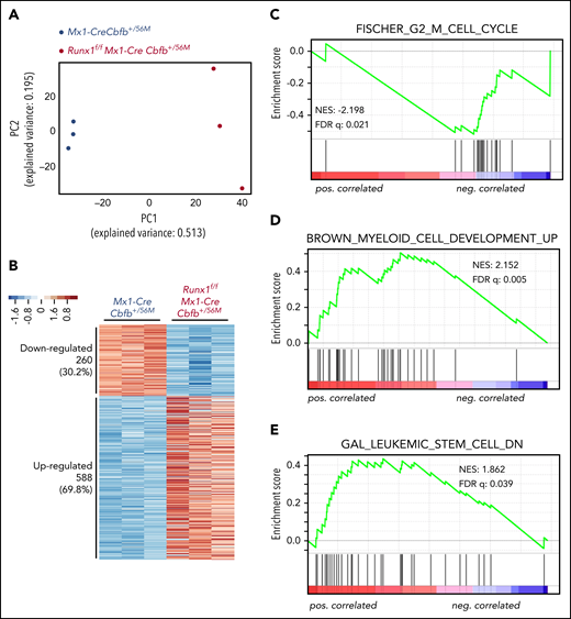 Runx1 is required for the regulation of critical genes to maintain functional AMPs for leukemogenesis by Cbfb-MYH11. (A-G) RNA-seq was performed on AMP cells isolated from Mx1-CreCbfb+/56M and Runx1f/fMx1-CreCbfb+/56M mice 2 to 3 weeks after pIpC treatment. N = 3 for each genotype. (A) Two-dimensional principal component analysis plots showing clear separation between these 2 genotype groups. (B) Heatmap representation of identified DEGs between these 2 groups. Numbers and percentages of DEGs in each of the 2 expression clusters (down- and upregulated) are listed on the left. (C-E) GSEA (Preranked) identified curated genes sets significantly enriched in these DEGs, including (C) the FISCHER_G2_M_CELL_CYCLE gene set, which is negatively correlated with DEGs upregulated in Runx1f/fMx1-CreCbfb+/56M cells; (D) the BROWN_MYELOID_CELL_DEVELOPMENT_UP gene set, which is positively correlated with DEGs upregulated in Runx1f/fMx1-CreCbfb+/56M cells; and (E) the GAL_LEUKEMIC_STEM_CELL_DN gene set, which is positively correlated with DEGs upregulated in Runx1f/fMx1-CreCbfb+/56M cells.