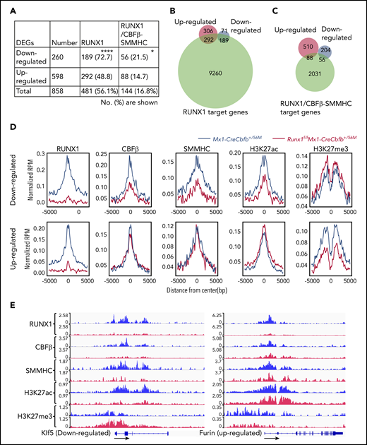 Target gene upregulation is a major function of CBFβ-SMMHC in leukemogenesis. (A-D) ChIC-seq was performed on AMP cells isolated from Mx1-CreCbfb+/56M and Runx1f/fMx1-CreCbfb+/56M mice 2 to 3 weeks after pIpC treatment. (A) Number (percentage) of the downregulated or upregulated DEGs occupied by RUNX1 and RUNX1/CBFβ-SMMHC complex. *P < .05, ****P < .0001, between down- and upregulated DEGs by χ2 test. (B-C) Venn diagrams representing the overlap of DEGs between Mx1-CreCbfb+/56M and Runx1f/fMx1-CreCbfb+/56M AMPs (up- or downregulated in the Runx1f/fMx1-CreCbfb+/56M AMPs, same as below) and RUNX1 target genes (B) or RUNX1/CBFβ-SMMHC target genes (C) in AMPs from Mx1-CreCbfb+/56M cells. (D) Average binding profile of indicated proteins at the TSSs of the DEGs. (E) ChIC-seq analyses of RUNX1, CBFβ, SMMHC, H3K27ac and H3K27me3 binding at the Klf5 and Furin genes in AMP cells from Mx1-CreCbfb+/56M (blue) and Runx1f/fMx1-CreCbfb+/56M mice (red). Direction of the gene was indicated by black arrows.