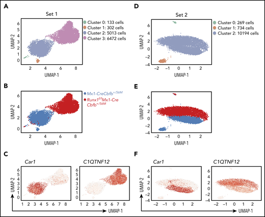 Runx1 is required for Cbfb-MYH11–induced generation of functional AMP population. Uniform manifold approximation and projection plots of AMP single cells from Mx1-CreCbfb+/56M and Runx1f/fMx1-CreCbfb+/56M mice at 2 to 3 weeks after pIpC treatment. (A-C) the first set of experiments. (D-F) The second set of repeat experiments. (A,D) Clusters based on gene expression patterns. (B,E) Distributions of the cells of the 2 genotypes among the clusters. (C,F) Feature plot depicting the expression of genes (Car1 and C1QTNF12) across different cell populations (red, high; gray, low).