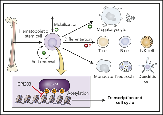 Effect of BET inhibition by CPI203 on hematopoiesis. Inhibiting BET proteins that bind acetylated lysine residues affects transcriptional regulation and the cell cycle. In HSCs, this results in increased self-renewal and expansion, mobilization, and differentiation into MKs. NK, natural killer. Professional illustration by Patrick Lane, ScEYEnce Studios.