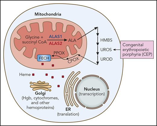 Heme synthesis and use. The heme synthetic pathway and heme’s intracellular trafficking are diagrammed. The first and rate-limiting step is catalyzed by ALAS. ALAS2 is the erythroid-specific ALAS isoform (red). The presence of an iron responsive element (IRE) in the 5′ untranslated region of ALAS2 mRNA renders it exquisitely sensitive to iron. All other cells, including hepatocytes, contain ALAS1 (blue). CEP results from mutation of UROS, the fourth enzyme of the heme synthetic pathway. Other porphyrias result from mutations of other heme synthetic pathway enzymes, eg, HMBS (hydroxymethylbilane synthase; acute intermittent porphyria), UROD (uroporphyrinogen decarboxylase; porphyria cutanea tarda), CPOX (coproporphyrinogen oxidase; hereditary coproporphyria), PPOX (protoporphyrinogen oxidase; variegate porphyria), and FECH (ferrochelatase; erythropoietic protoporphyria). Iron chelation ameliorates CEP by reducing ALAS2 translation, thus decreasing heme synthesis and the buildup of pathway intermediates proximal to UROS and their phototoxic metabolites. ER, endoplasmic reticulum; Hgb, hemoglobin. Professional illustration by Patrick Lane, ScEYEnce Studios.
